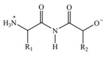 Proteins are long chains of amino acids joined together by peptide bonds. Which structure properly depicts the peptide bond formed between two generic amino acids? A)    B)    C)    D)   