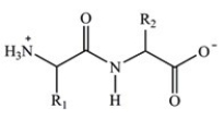 Proteins are long chains of amino acids joined together by peptide bonds. Which structure properly depicts the peptide bond formed between two generic amino acids? A)    B)    C)    D)   