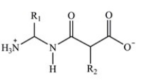 Proteins are long chains of amino acids joined together by peptide bonds. Which structure properly depicts the peptide bond formed between two generic amino acids? A)    B)    C)    D)   