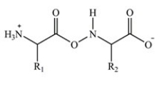 Proteins are long chains of amino acids joined together by peptide bonds. Which structure properly depicts the peptide bond formed between two generic amino acids? A)    B)    C)    D)   