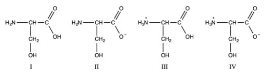 Consider the following forms of the amino acid serine (Ser) . Which statement concerning these structures is false?   A) Structure IV represents the form of Ser present at its isoelectric pH. B) Structure III represents the form of Ser present in the basic environment of the intestines. C) Structure II represents the form of Ser present in the acidic environment of the stomach. D) Structure I represents the zwitterionic form of Ser.