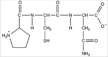When the peptide below is hydrolyzed with water,the products are the amino acids proline,cysteine,and glutamine.  