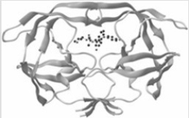 The enzyme in the ribbon diagram shown is composed primarily of β-pleated sheets.  