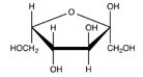 Which Haworth projection represents the α anomer of the monosaccharide shown below?   A)    B)    C)    D)   