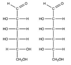 The Fischer projections of two monosaccharides are shown below. Which term best describes the relationship between the two?   A) Enantiomers B) Anomers C) Constitutional isomers D) Diastereomers