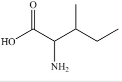 <strong>2-amino-3-methylpentanoic acid (common name isoleucine)is an essential amino acid found in the body's proteins. Which of the following properly represents the structure of this compound?</strong> A)   B)   C)   D)   <div style=padding-top: 35px> 