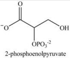 Alcohol dehydration reactions are important biological reactions. For example,2-phosphogylcerate undergoes dehydration in the glycolysis pathway to produce phosphoenolpyruvate. Which structure represents the product that results when 2-phosphoglycerate is dehydrated?   A)    B)    C)    D)   