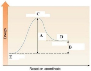 In the energy diagram shown below,C labels the ________.  
