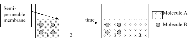 The function of a kidney is similar to which part of the diagram below?   A)  It is similar to the water because the body is primarily composed of water. B)  It is similar to molecule A because the kidney contains a lot of urea. C)  It is similar to molecule B because the kidney contains a lot of glycogen. D)  It is similar to the container, because the kidney's function is to hold urine. E)  It is similar to the semi-permeable membrane because the kidney's function is to remove waste products but retain proteins.
