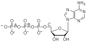 The ATP molecule below is labeled with letters A through C. Which of these are labeling a phosphoanhydride bond?   A)  A only B)  B only C)  C only D)  A and B E)  A, B, and C