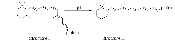 What happens in the retina as a result of the change illustrated in the reaction of rhodopsin in the presence of light?   A)  Nothing happens. B)  The retina is damaged. C)  A signal is sent to the brain that light is detected. D)  A signal is sent to the spinal cord to react to the light. E)  The retina makes more protein.