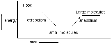 An overview of metabolism is shown in the following figure. What does this figure tell us about the energy of catabolism and anabolism?   A)  Anabolic reactions occur more quickly than catabolic reactions. B)  Catabolism is exothermic and anabolism is endothermic. C)  Overall, we exert more energy than we consume. D)  Overall, the amount of energy that goes into anabolic processes is the same as is released in catabolic processes. E)  The conservation of energy does not apply to biological systems.