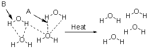 In this diagram showing the boiling of liquid water, Arrow B points to   A)  a covalent bond. B)  a hydrogen bonding force. C)  a dispersion force. D)  a molecule. E)  heat.