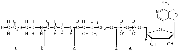 When acetyl coenzyme A is hydrolyzed during the citric acid cycle, which bond in the molecule is broken?   A) a B) b C) c D) d E) e