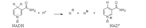 The partial structures of the coenzymes NADH and NAD<sup>+</sup> are shown below. What type of reaction is this?   A)  oxidation B)  reduction C)  acid-base D)  hydrolysis E)  condensation