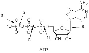 Which bond is broken when ATP is hydrolyzed to ADP?   A)  a B)  b C)  c D)  d E)  e