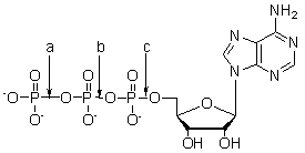 Which of the following choices correctly label each type of bond in the following molecule of ATP?   A)  All are phosphate ester bonds. B)  All are phosphoanhydride bonds. C)  Both a and b are phosphoanhydride bonds and c is a phosphate ester bond. D)  Both a and b are phosphate ester bonds and c is a phosphoanhydride bonds. E)  Both a and c are phosphate ester bonds and b is a phosphoanhydride bonds.