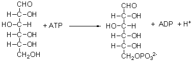 During glucose metabolism, the following reaction occurs. What is this reaction called?   A)  phosphoryl group transfer reaction B)  hydrolysis C)  hydration D)  dehydration E)  oxidation