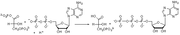 The following reaction is a key step in the metabolism of glucose. Which of the following molecules is formed as a result of this reaction?   A)  ADP B)  H<sup>+</sup> C)  ATP D)  H<sub>2</sub>O E)  P<sub>i</sub>