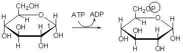 Which of the choices below best describes the purpose of the following step of glycolysis?   A)  In this step, the molecule is phosphorylated to keep it in the cell. B)  In this step, the molecule is split into two, both of which will become pyruvate. C)  In this step, NADH is made. D)  In this step, energy is stored as ATP. E)  In this step, pyruvate is made.