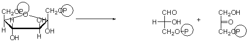Which of the choices below best describes the purpose of the following step of glycolysis?   A)  In this step, the molecule is phosphorylated to keep it in the cell. B)  In this step, the molecule is split into two, both of which will become pyruvate. C)  In this step, NADH is made. D)  In this step, energy is stored as ATP. E)  In this step, pyruvate is made.
