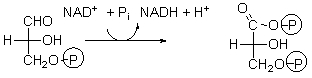 Which of the choices above below describes the purpose of the following step of glycolysis?   A)  In this step, the molecule is phosphorylated to keep it in the cell. B)  In this step, the molecule is split into two, both of which will become pyruvate. C)  In this step, NADH is made. D)  In this step, energy is stored as ATP. E)  In this step, pyruvate is made.