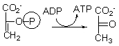 Which of the choices below best describes the purpose of the following step of glycolysis?   A)  In this step, the molecule is phosphorylated to keep it in the cell. B)  In this step, the molecule is split into two, both of which will become pyruvate. C)  In this step, energy is stored as ATP. D)  In this step, pyruvate is made. E)  In this step, both pyruvate and ATP are made.