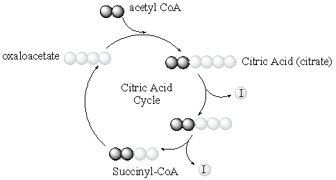 Which of the following statements best describes what is illustrated in this diagram?   A)  This diagram illustrates the carbon balance of the citric acid cycle. B)  This diagram illustrates the electron balance of the citric acid cycle. C)  This diagram illustrates the oxygen balance of the citric acid cycle. D)  This diagram illustrates the hydrogen balance of the citric acid cycle. E)  All of the above are illustrated in this diagram.