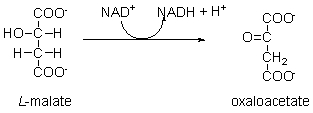 The following is step 8 of the citric acid cycle. During this step, NAD<sup>+</sup> is ________ while L-malate is ________.   A)  phosphorylated; isomerized B)  isomerized; dehydrated C)  oxidized; reduced D)  reduced; oxidized E)  hydrated; dehydrated