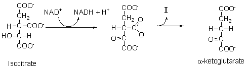 The following is step 3 of the citric acid cycle. During this step, NAD<sup>+</sup> is ________, while isocitrate is ________.   A)  phosphorylated; isomerized B)  isomerized; dehydrated C)  oxidized; reduced D)  reduced; oxidized E)  hydrated; dehydrated