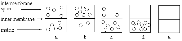 The following diagrams illustrate the two aqueous spaces and the inner membrane of the mitochondrial. In which diagram is the relative concentration of protons such that oxidative phosphorylation could occur if ATP synthase were present?   A) a B) b C) c D) d E) e