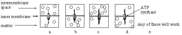 When ATP synthase catalyzes the synthesis of ATP, protons are shunted through it. Which of the following diagrams best illustrates this process? Note that the circles represent protons and the arrows through the enzyme represent the direction of proton flow.   A) a B) b C) c D) d E) e