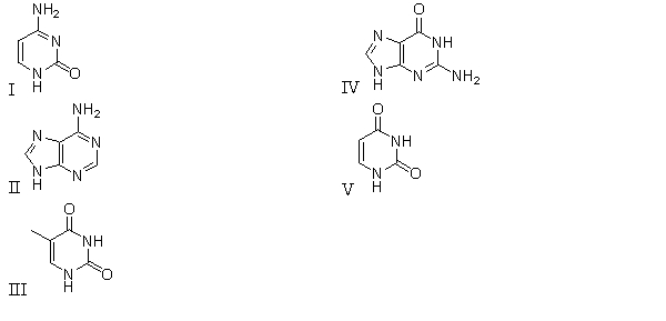 Which of the following molecules is found in RNA but not in DNA?   A)  I B)  II C)  III D)  IV E)  V