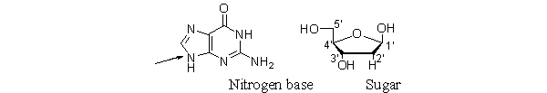In a nucleoside and a nucleotide, a bond forms between a nitrogen base and a sugar. An arrow points to the nitrogen on the base that bonds to the sugar. Which carbon on the sugar bonds to the indicated nitrogen on the base?   A)  1<font face= symbol ></font> B)  2<font face= symbol ></font> C)  3<font face= symbol ></font> D)  4<font face= symbol ></font> E)  5<font face= symbol ></font>