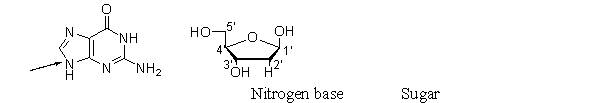 What is the best name for the type of bond that forms between a sugar and a nitrogen base in a nucleotide?   A)  an anomeric bond B)  a glycolysis bond C)  a nitrogenous bond D)  a β-N-glycosidic bond E)  a β-N-ribose bond