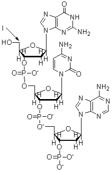 The arrow labeled I in the nucleic acid below is pointing to the   A)  1<font face= symbol ></font> end of the DNA. B)  2<font face= symbol ></font> end of the DNA. C)  3<font face= symbol ></font> end of the DNA. D)  4<font face= symbol ></font> end of the DNA. E)  5<font face= symbol ></font> end of the DNA.