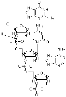 The arrow labeled II in the nucleic acid below is pointing to a(n)    A)  nonpolar covalent bond. B)  ionic interaction. C)  phosphate ester bond. D)  glycosidic bond. E)  hydrogen bond.