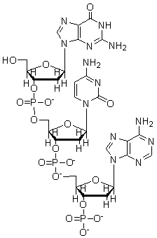 What is the sequence of the following nucleic acid?   A)  dGCA B)  GCA C)  ACG D)  dACG E)  CGT