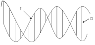 In the following cartoon of a DNA double helix, arrow II is pointing to a(n)    A)  DNA base pair. B)  ionic bond. C)  sugar phosphate backbone. D)  polar covalent bond. E)  hydrophilic interaction.