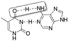 The boxed portion of the following structure represents a   A)  salt bridge. B)  hydrogen bond, with the hydrogen donated by the nitrogen. C)  hydrogen bond, with the hydrogen donated by the oxygen. D)  hydrophobic interaction. E)  hydrophilic interaction.