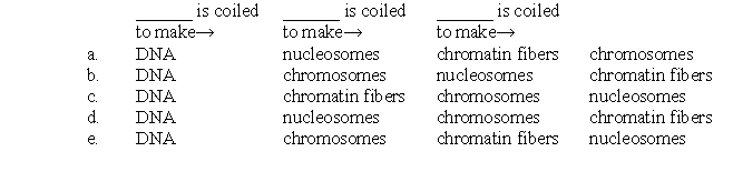Which flow chart correctly shows how DNA is coiled so that it can fit into the nucleus?   A) a B) b C) c D) d E) e