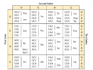 Translation continues until which codon is reached?   A)  All of these will halt translation. B)  UAA, UAG, or UGA C)  UAA D)  AUG E)  UAA or AUG