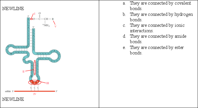 In the following tRNA, how are IV and III connected?   A) a B) b C) c D) d E) e