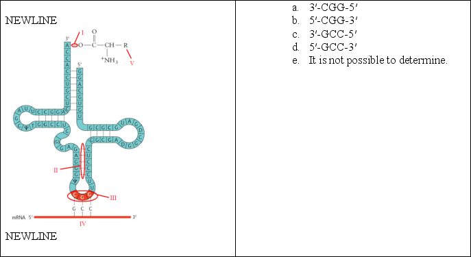 What is the DNA sequence that the codon shown below was translated from?   A) a B) b C) c D) d E) e