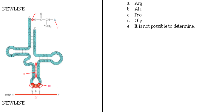 Using the genetic code table, identify the amino acid attached to this tRNA.   A) a B) b C) c D) d E) e