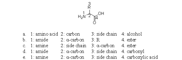 <strong>Which of the following choices are the best labels for this amino acid? </strong> A)a B)b C)c D)d E)e