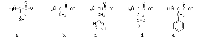 <strong>Which of the following amino acids is polar neutral? </strong> A)a B)b C)c D)d E)e