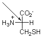 What is indicated by the arrow pointing to part of the Fischer projection below?   A)  Nothing, this is just two molecules with their bonds crossed. B)  This is a carbon in the side chain of an amino acid. C)  This is the alpha carbon of an amino acid. D)  This is a carbon with a planar geometry. E)  This can be any type of atom.
