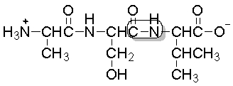 <strong>The boxed bond in the following peptide is a </strong> A) peptide bond. B) ionic bond. C) nonpolar covalent bond. D) hydrogen bond. E) chiral carbon.