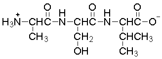 <strong>Hydrolysis of the peptide bonds in peptide below would result in </strong> A) no reaction. B) a single amino acid. C) two amino acids. D) three amino acids. E) four amino acids.